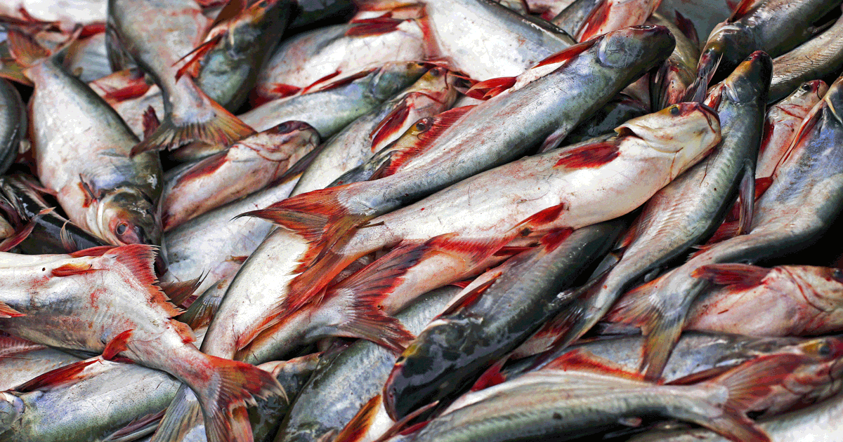 Pangasius Fish